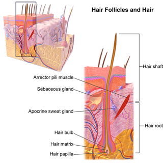 how does laser hair removal work?